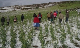 Se han registrado heladas at&iacute;picas en algunos puntos del estado con temperaturas de menos 8 grados bajo cero 