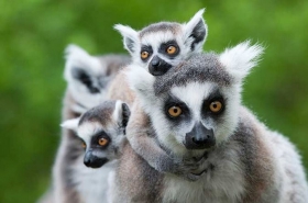 La mayor&iacute;a de sus especies est&aacute;n en peligro de extinci&oacute;n.