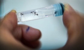 OMS anunci&oacute; la esterilizaci&oacute;n de mosquitos: dengue, zika y chikungunya