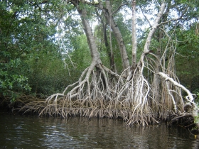 Ecocidio en Nayarit; ignoran tala de 30 hect&aacute;reas de mangle