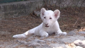 Es el primer felino que nace en cautiverio en las instalaciones del zool&oacute;gico tlaxcalteca 