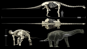 Hallan un titanosaurio de 140 millones de a&ntilde;os, el m&aacute;s antiguo del mundo