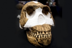 Descubren en Sud&aacute;frica, nueva especia humana: Homo naledi