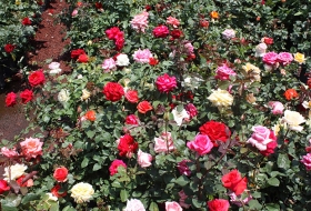 Producci&oacute;n de flores