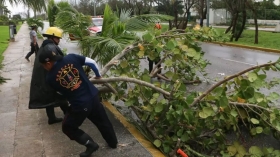 Personal de rescate levanta palmeras ca&iacute;das en Canc&uacute;n, Quintana Roo.