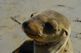 Rescatan cr&iacute;a de lobo marino varado en Baja California