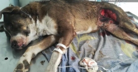 El canino se encuentra grave ya que perdi&oacute; mucha sangre y tiene lesiones considerables