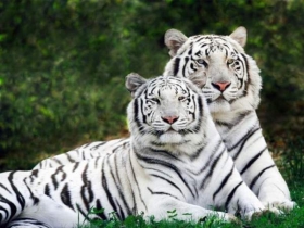 &Uacute;nete y gana vales para Africam Safari