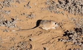 Esta especie fue vista por &uacute;ltima vez en 1986