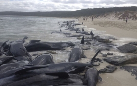 M&aacute;s de 150 ballenas encallaron en una playa de la Bah&iacute;a Hamelin.