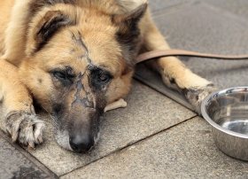 Se est&aacute; trabajando en la creaci&oacute;n de un padr&oacute;n de mascotas e incluso analizando colocar un chip para el monitoreo de los animales