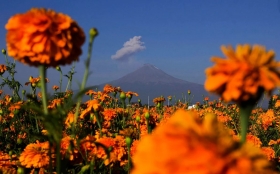 M&eacute;xico tiene 35 especies de esta flor de las 58 que hay en Am&eacute;rica.