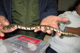 El reptil pretend&iacute;a  ser trasladado al estado de Quintana Roo, v&iacute;a paqueter&iacute;a