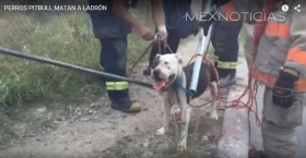 Perros pitbull destrozaron a un presunto ladr&oacute;n