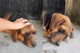 El can perdi&oacute; sus ojos tras ser torturado 